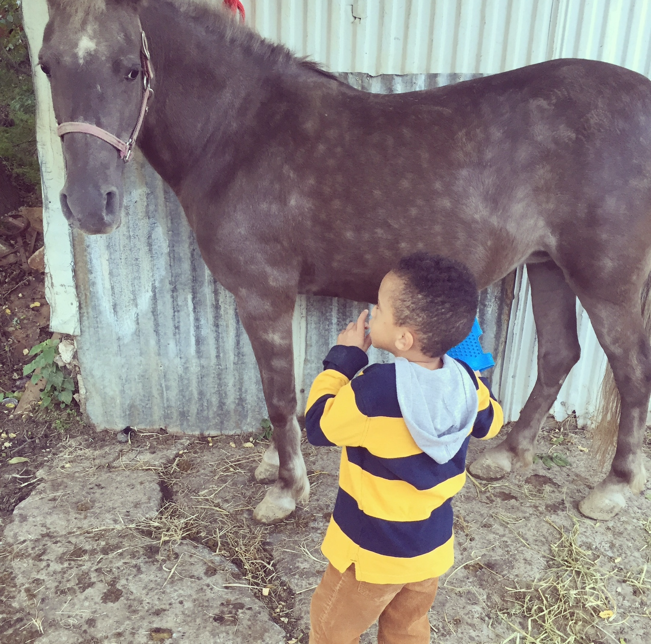 Toddler grooming dappled horse