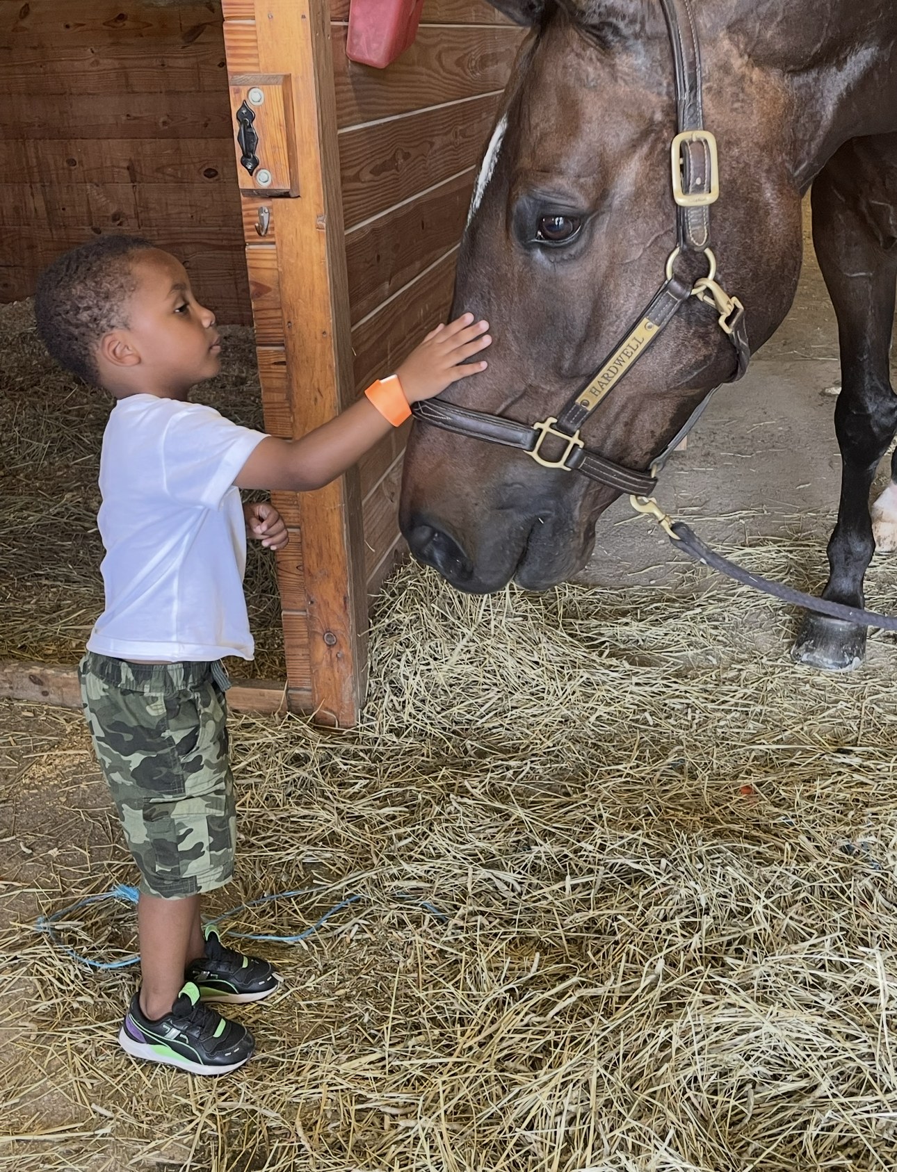 Young child gently petting horse in stable