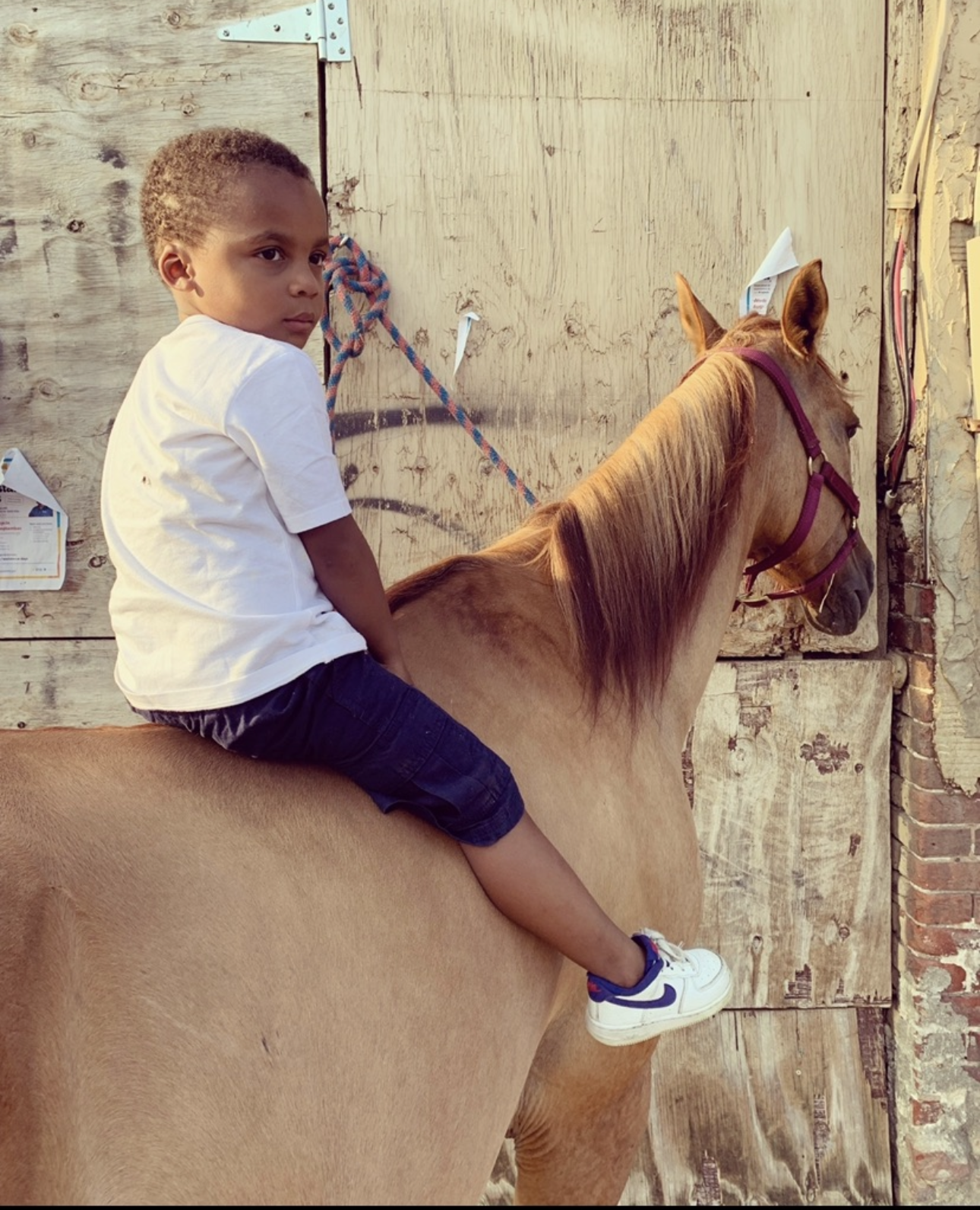 Boy sitting on palomino horse