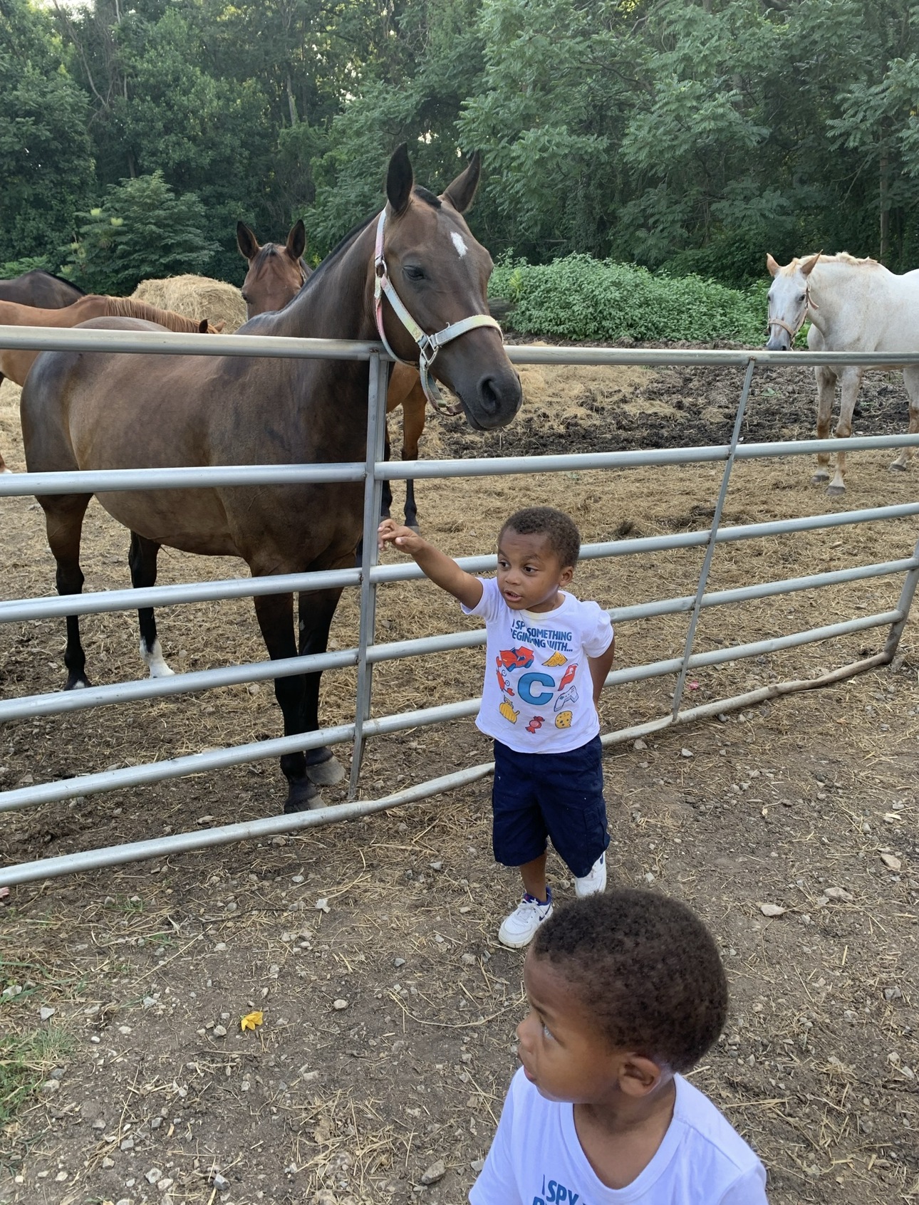 Children at fence with horses